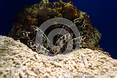 Sea eels Stock Photo