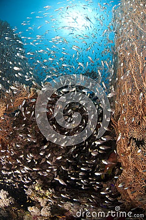 Sea fan coral, school of glass fish, Red Sea Stock Photo