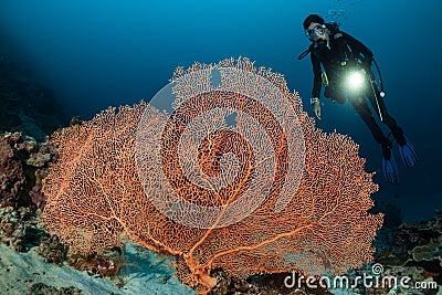 sea fan on the slope of a coral reef with a diver at depth Stock Photo