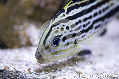 Sea fish Stock Photo