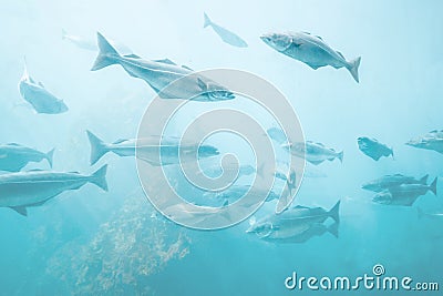 Sea fish background underwater natural view Stock Photo