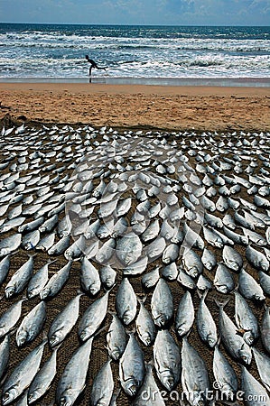 Sea fish dried on the sea beach. Stock Photo