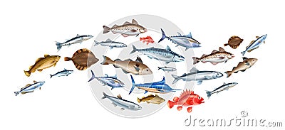 Sea Fish Realistic Concept Vector Illustration