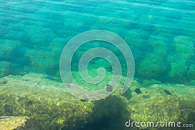 Sea fish in Red Sea, Sinai peninsula, Egypt. Stock Photo