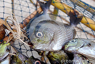 Sea fish roped in Stock Photo