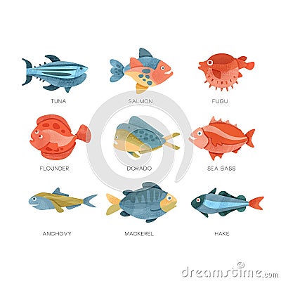 Sea fish set, tuna, salmon, fugu, flounder, dorado, sea bass, anchovy, mackerel, hake vector Illustrations on a white Vector Illustration