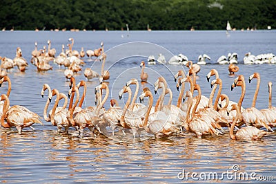 Sea Of Flamingoes Stock Photo