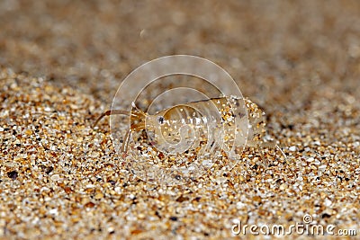 Sea flea on the sea sand Stock Photo