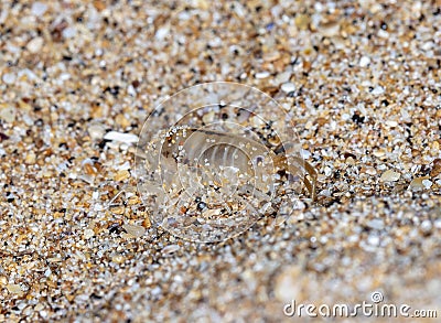 Sea flea on the sea sand Stock Photo