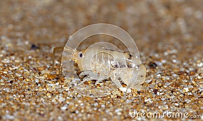 Sea flea on the sea sand Stock Photo