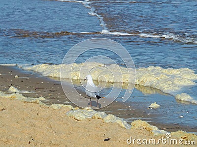 Sea Foam also known as Spume Stock Photo