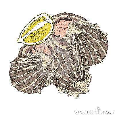 Sea food - opened oysters with lemon. Hand drawn colorful . Cartoon Illustration