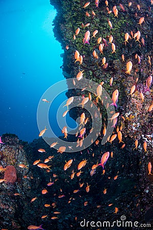 Sea goldie Stock Photo