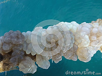 Sea gooseberries on a rope Stock Photo