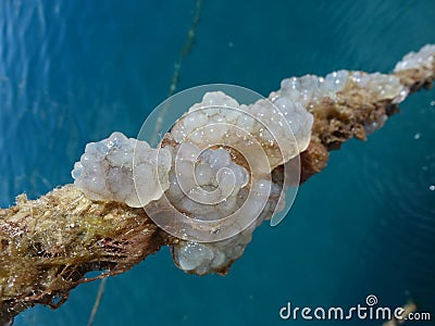 Sea gooseberries on a rope Stock Photo