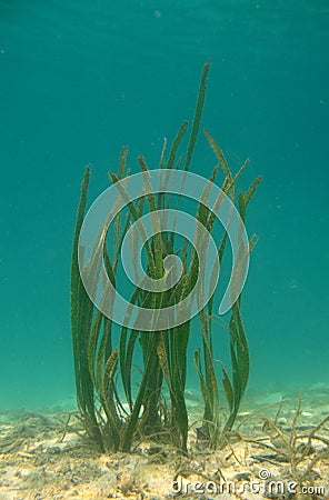 Sea grass Stock Photo