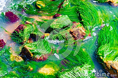 Sea green algae on the stones on the seashore Stock Photo