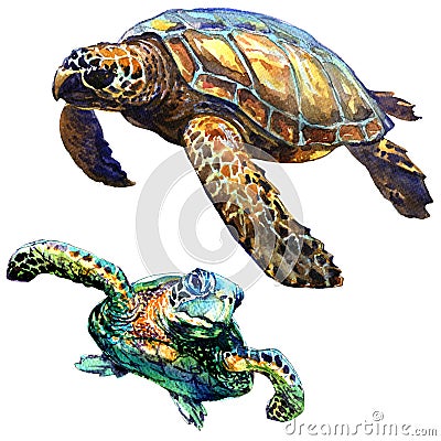 Sea green turtle isolated, set, watercolor illustration on white Cartoon Illustration