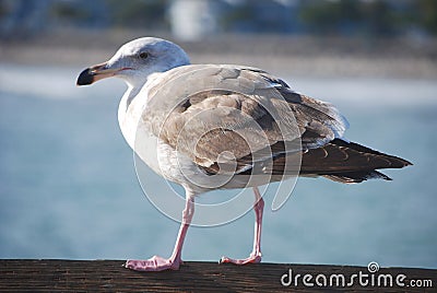 Sea gull Stock Photo