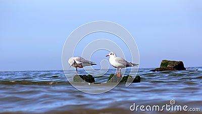 Sea gull Stock Photo