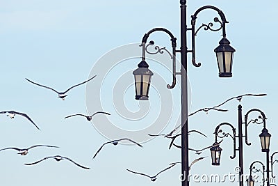 Sea gull birds under blue sky with street lamp Stock Photo