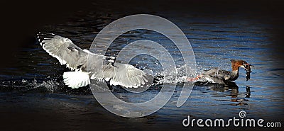 Sea Gull Chasing a Merganser Duck with a Fish Stock Photo