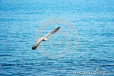 Sea gull in flight over the sea Stock Photo