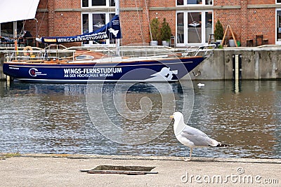Sea gull in the harbor of the german city called Wismar Editorial Stock Photo