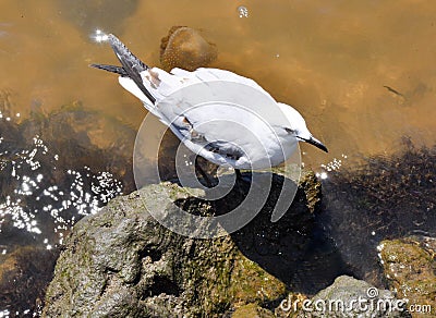 Sea Gull on the Rocks Stock Photo