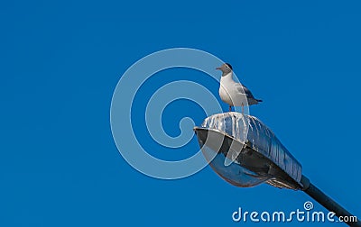 A sea gull sitting the lantern Stock Photo