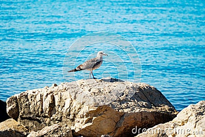 A sea gull sitting on a rock, against a background Stock Photo