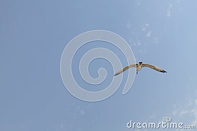 Sea gull soars in the sky. Stock Photo