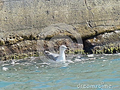 Sea gull swaying on the sea waves are a good sign - for good, windless weather. Stock Photo