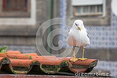 Sea gull on a tiled roof Stock Photo