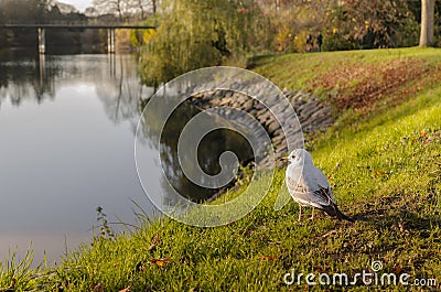 Sea gull Stock Photo