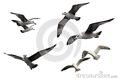 Sea gulls Stock Photo