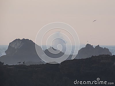 Sea gulls at the atlantic ocean Stock Photo