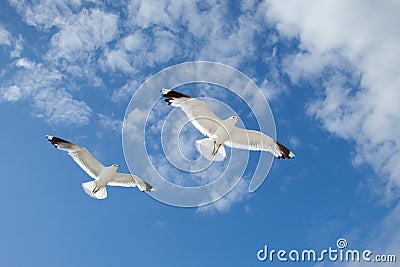 Sea Gulls in the blue sky Stock Photo