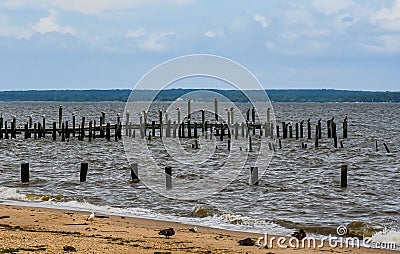 Sea Gulls, Cormorants and Ducks on the Potomac Stock Photo