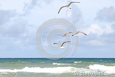 Sea Gulls at Emerald Isle Beach, North Carolina Stock Photo