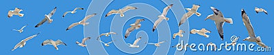 Sea gulls flying with open wings, clear blue sky background Stock Photo