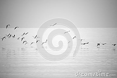 Sea gulls flying Stock Photo