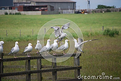 Sea gulls on separate parts of fence Stock Photo