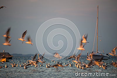 Sea gulls starting from water in sunset Stock Photo