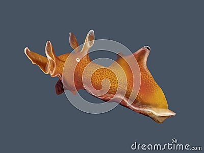 Sea hare Cartoon Illustration