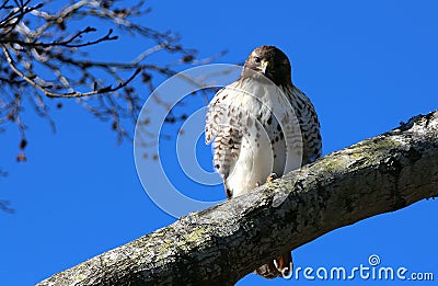 Sea hawk stare tree uncw wilmington Stock Photo