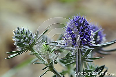 Sea Holly Blue Eryngo Stock Photo