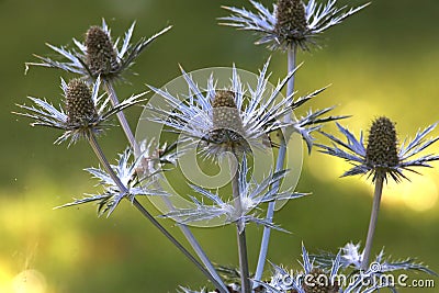 Sea holly flowers in summer Stock Photo