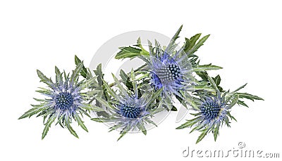 Sea holly thistles Stock Photo