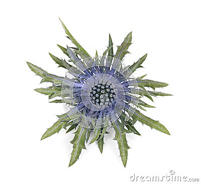 Sea holly thistles Stock Photo